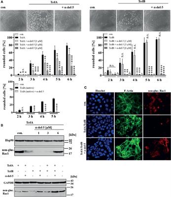 Human α-Defensin-5 Efficiently Neutralizes Clostridioides difficile Toxins TcdA, TcdB, and CDT